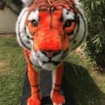 Full sized talking Tiger with head, tail, and eye movement