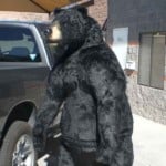 Full Sized Black Bear