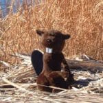 Big-Toothed Beaver