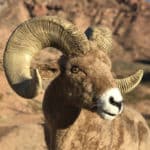 Animated & Talking Big Horn Sheep