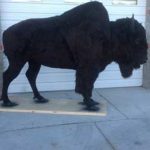 Full Sized Bison