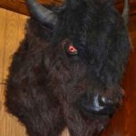 Buffalo with Lighted Eyes Wall Mount