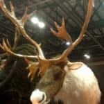 Caribou Wall Mount