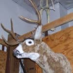 Deer Wall Mount