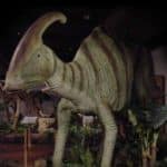 Parasaurolophus -17 ft. long Dinosaur