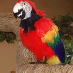 Parrot Bird