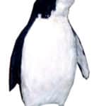 Penguin Bird