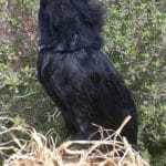 Raven Bird