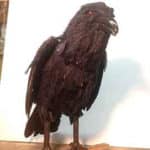 Raven Bird