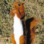 Red Squirrel