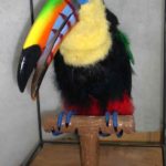 Toucan