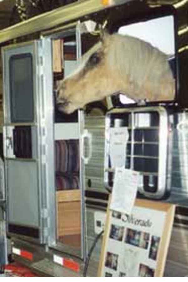 Horse Wall Mount