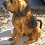 Bloodhound Dog
