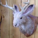 Jackalope