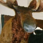 Moose Wall Mount