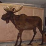 Full Sized Moose