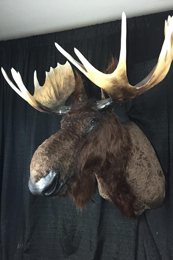 Fully Animated Moose Wall Mount Animatronic Characters Unlimited