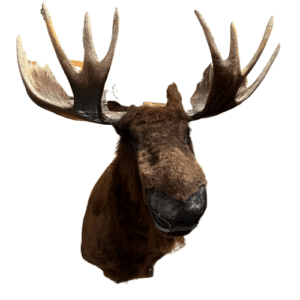 Moose Wall Mount